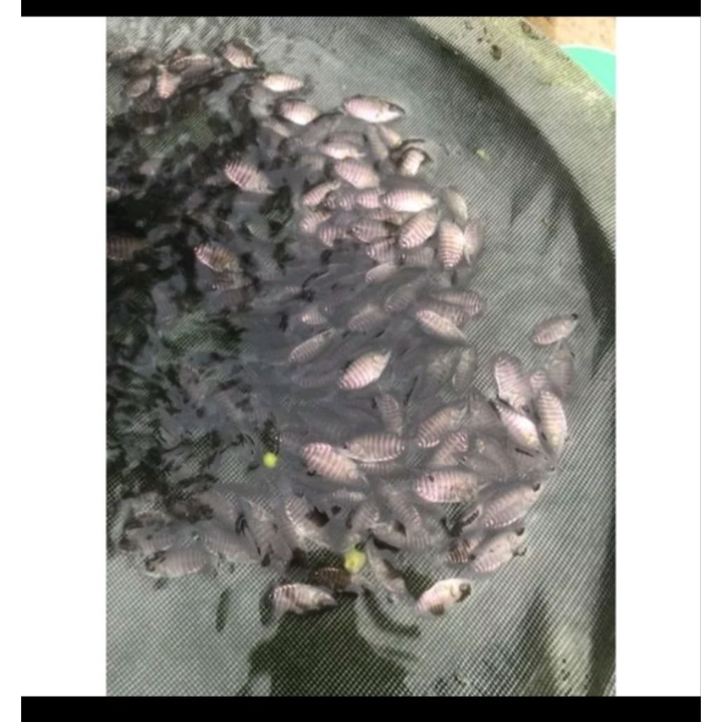 gurame soang uk jempol tangan