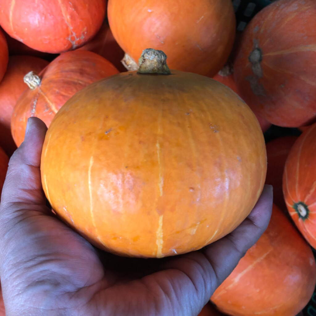 

Labu Kuning/ Pumpkin/Kabocha Super