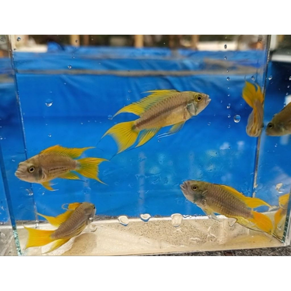 

SEPASANG APISTOGRAMMA