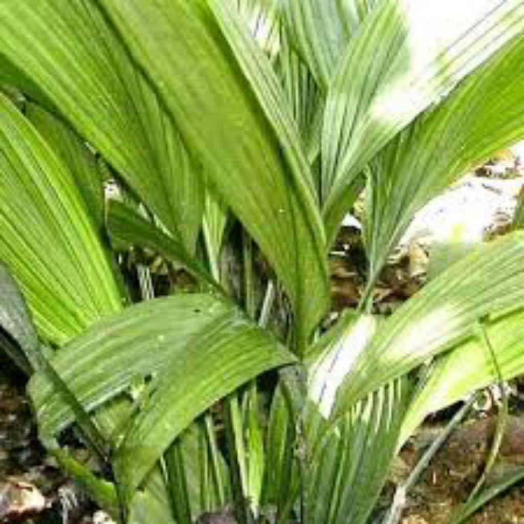 

daun marasi segar pres 500grm