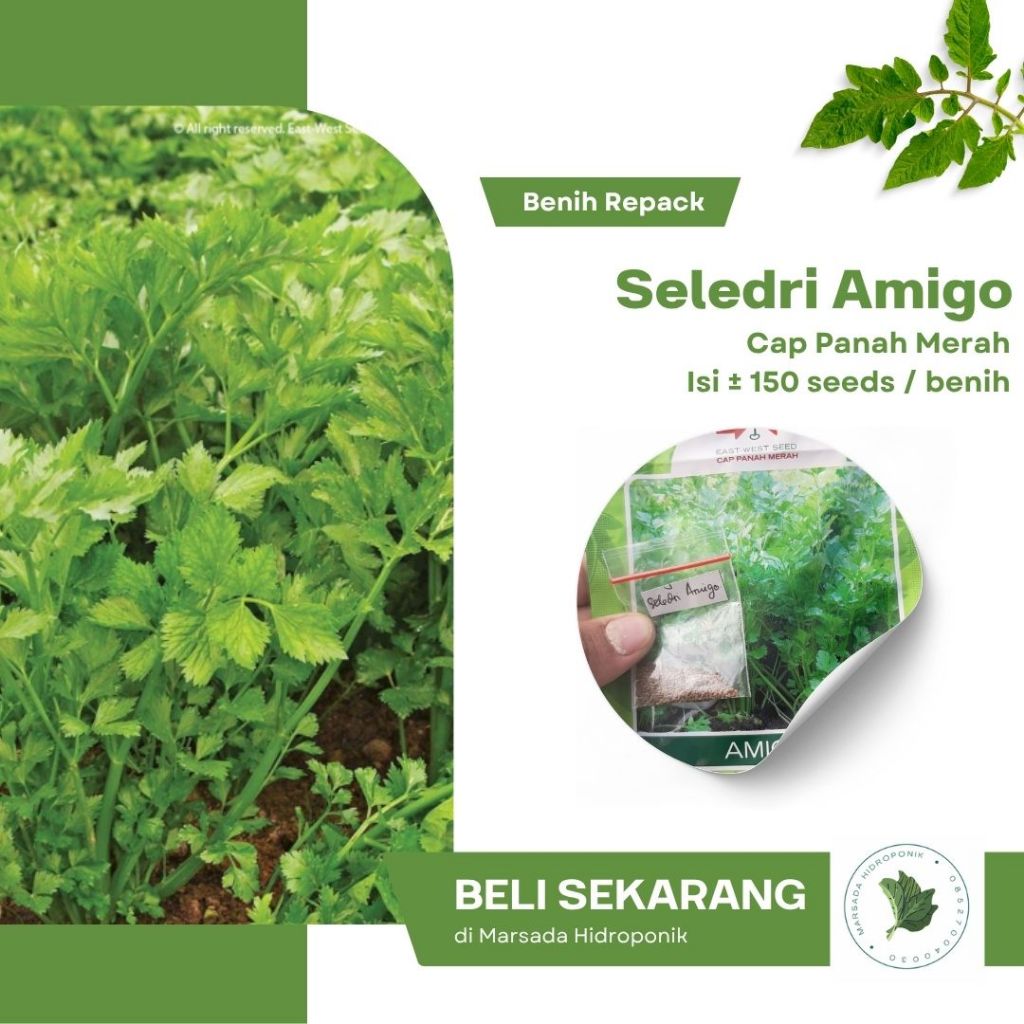 Bibit Benih Seledri Amigo atau Daun Sop Cap Panah Merah Kemasan Repack