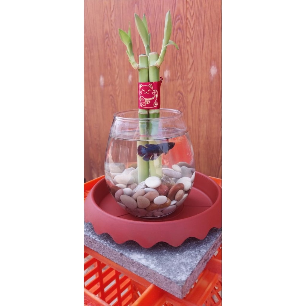 PROMO PASTI CUAN | PAKET LENGKAP BAMBU HOKI VASQUARIUM