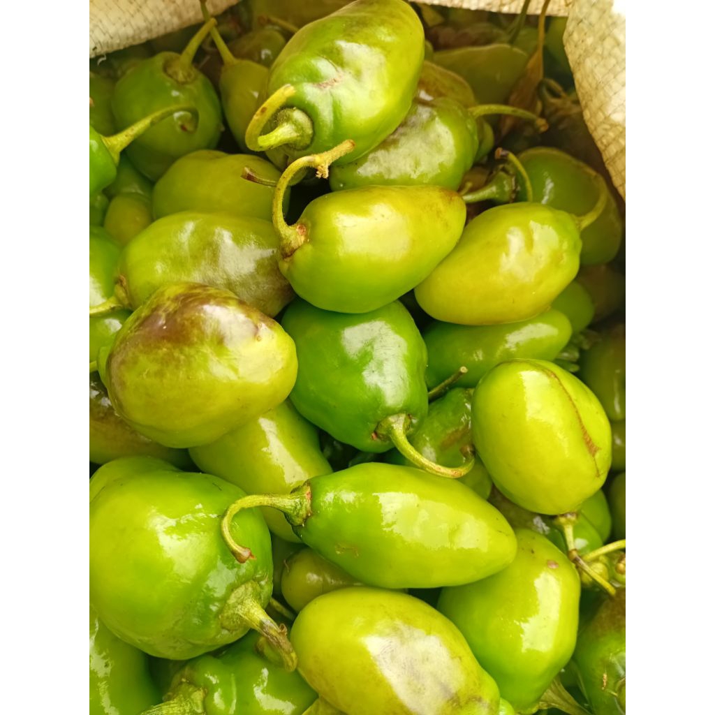 

JUAL BABY CABE GENDOT ISI 500 GRAM
