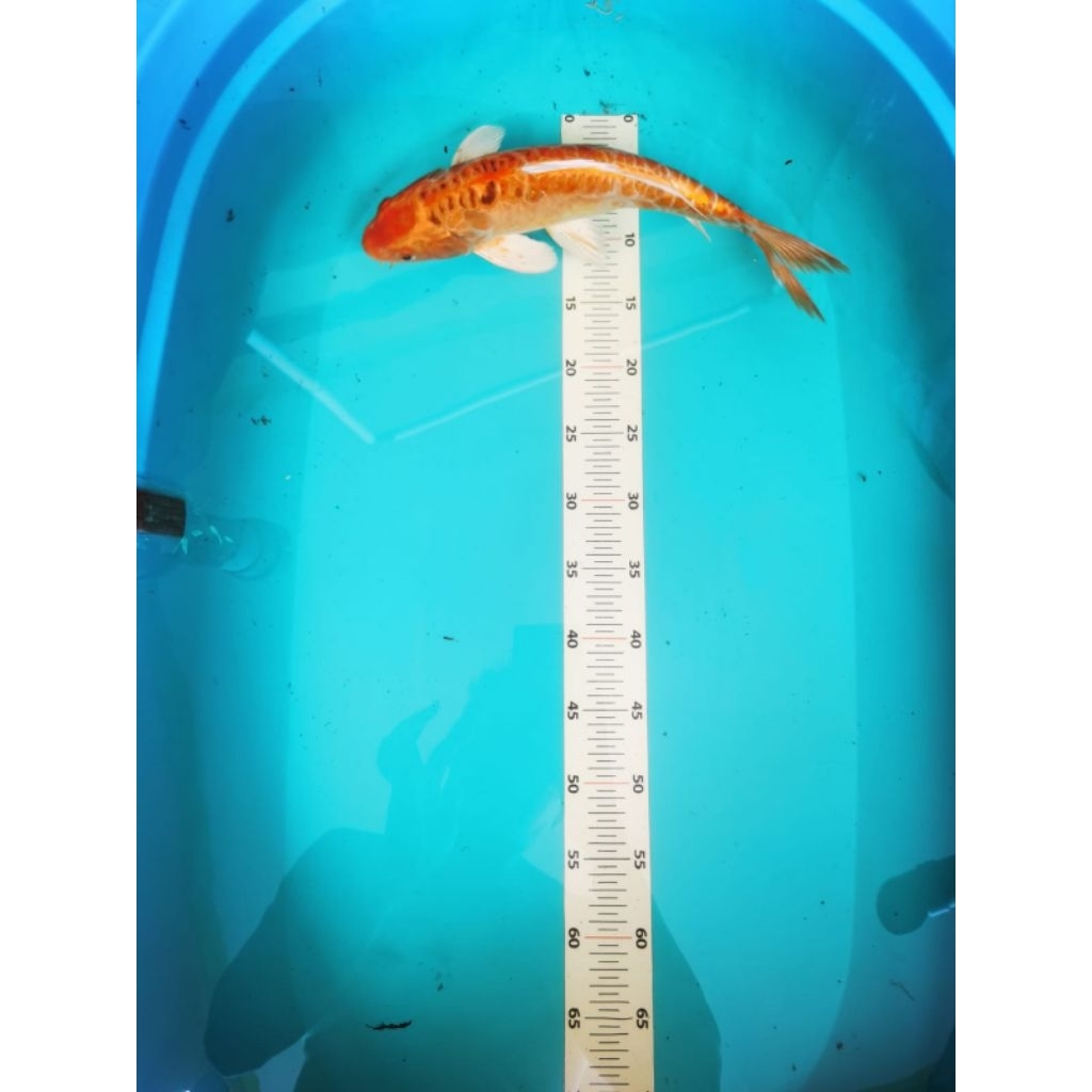 ikan koi aragoke asli blitar 35cm-40cm