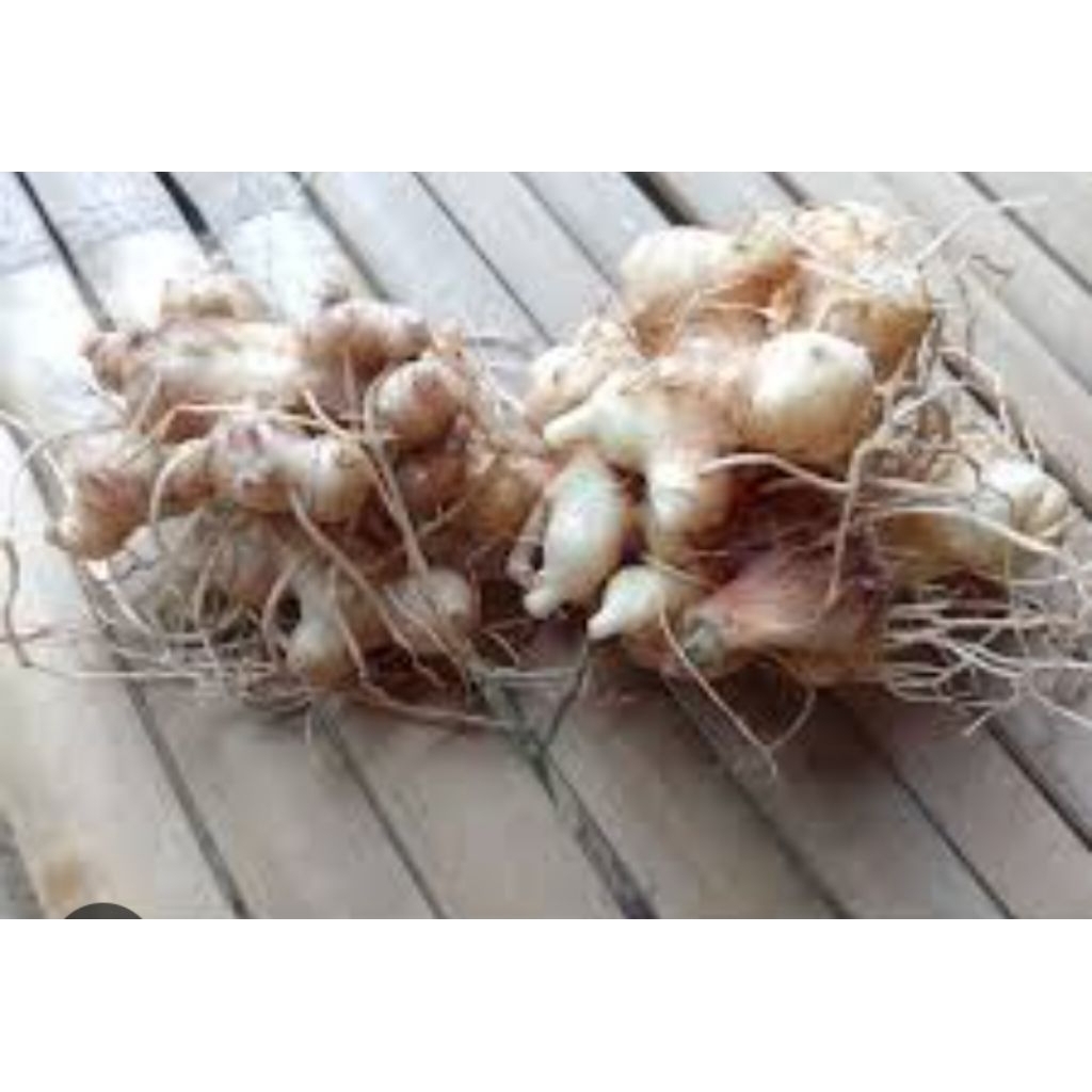 

HERBAL strok PENURUN TENGSI DARAH TINGGI DAN STROK