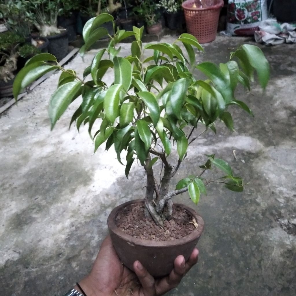 BAHAN BONSAI BERINGIN BENJAMINA