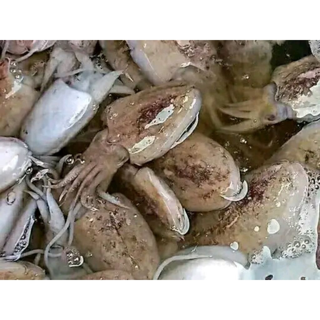 

blakutak kecil baby Blakutak Cumi blakutak Sotong blakuyak tangkapan nelayan harian