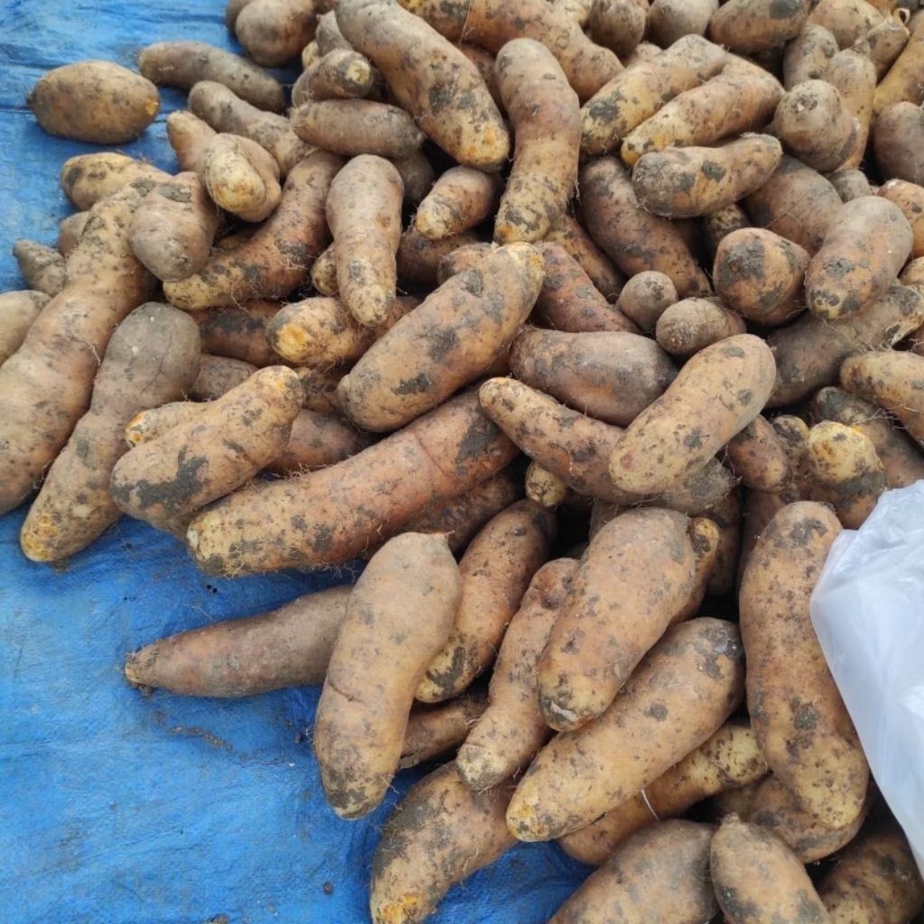

umbi gembili ketan Fress. kemasan 1kg (Beli 10kg gratis 1kg)