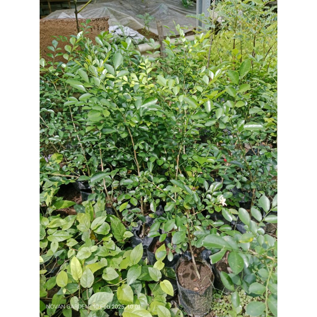 bahan bibit bonsai kemuning lokal | tinggi 40-50cm | bibit kemuning lokal | bahan bonsai |