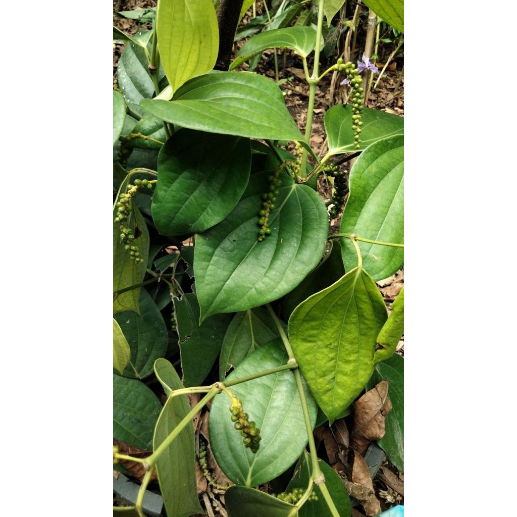 Tanaman lada (Piper nigrum)