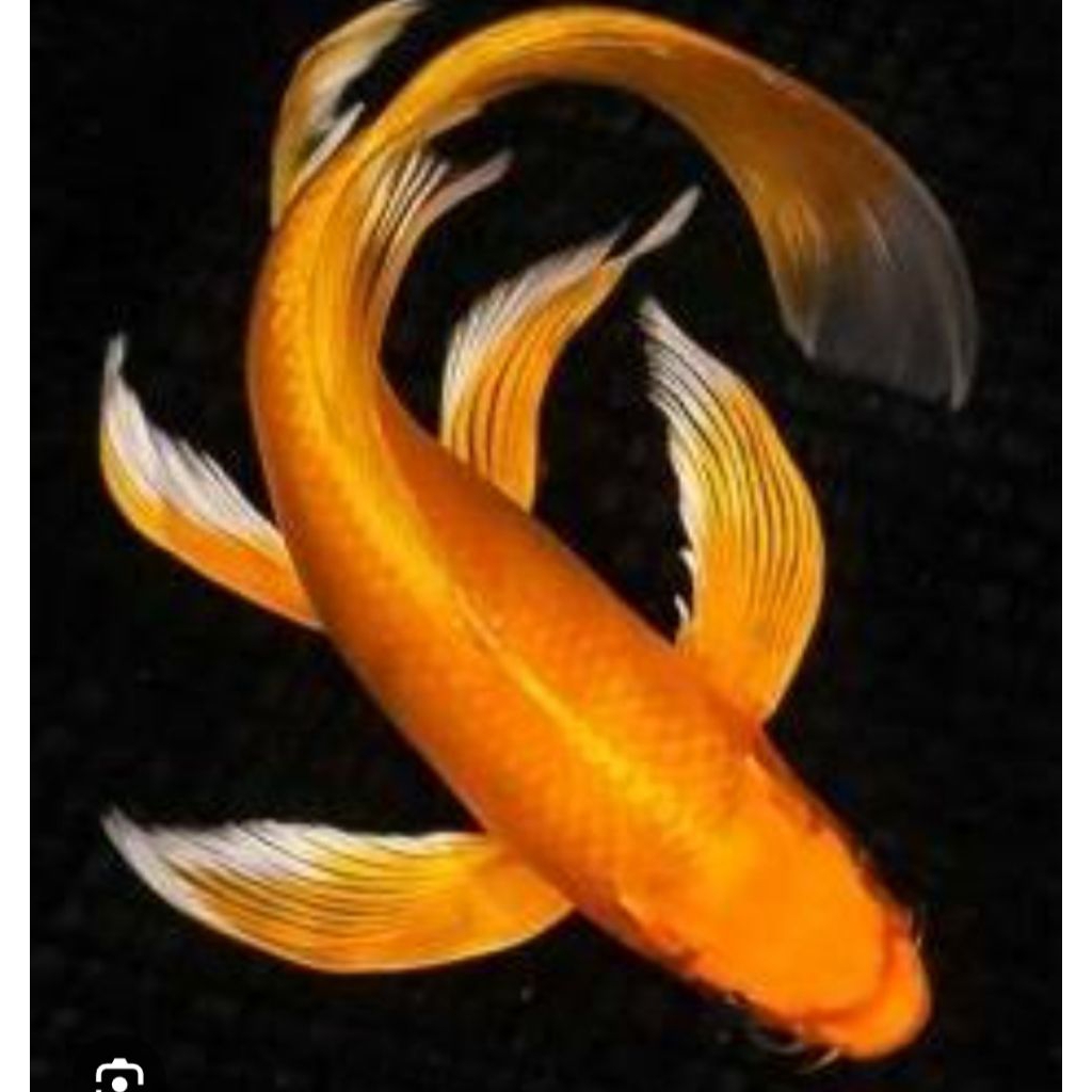 Platinum Matsuba kumpay platinum ogon 3-5cm isi super gondrong