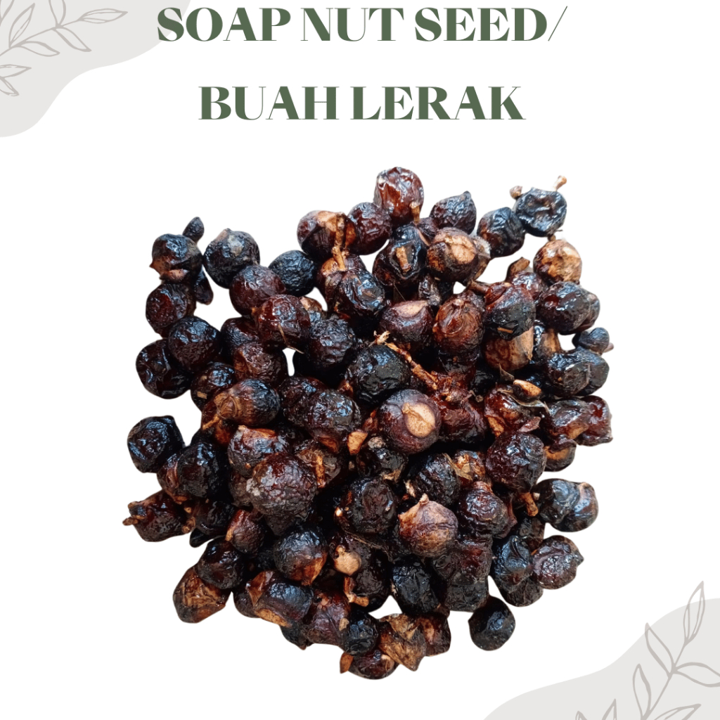 Buah Lerak dengan Biji/Lerak Biji/ Soap Nuts/ Soap Berry/Soap Nut Seed/Biji Lerak 1 Kg