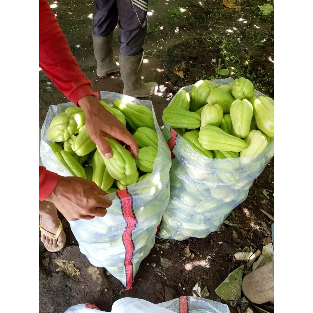 

Labusiam masih segar langsung dari batangnya