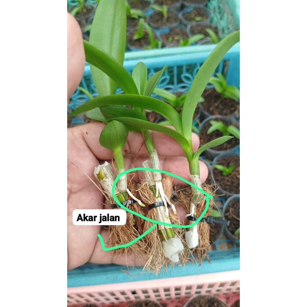 Bibit Dendrobium (keiki) dari budidaya keiki