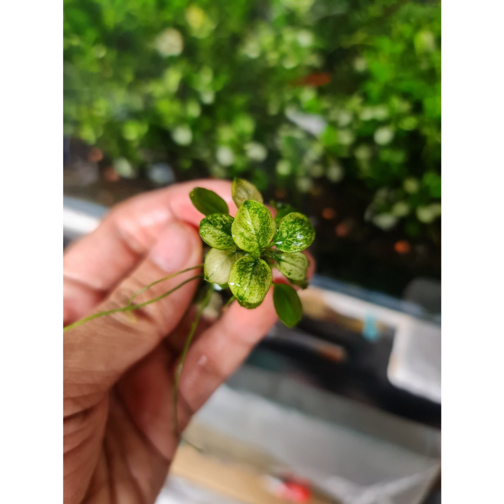 Tanaman Aquascape Anubias Pinto / Pinto / Anub Pinto