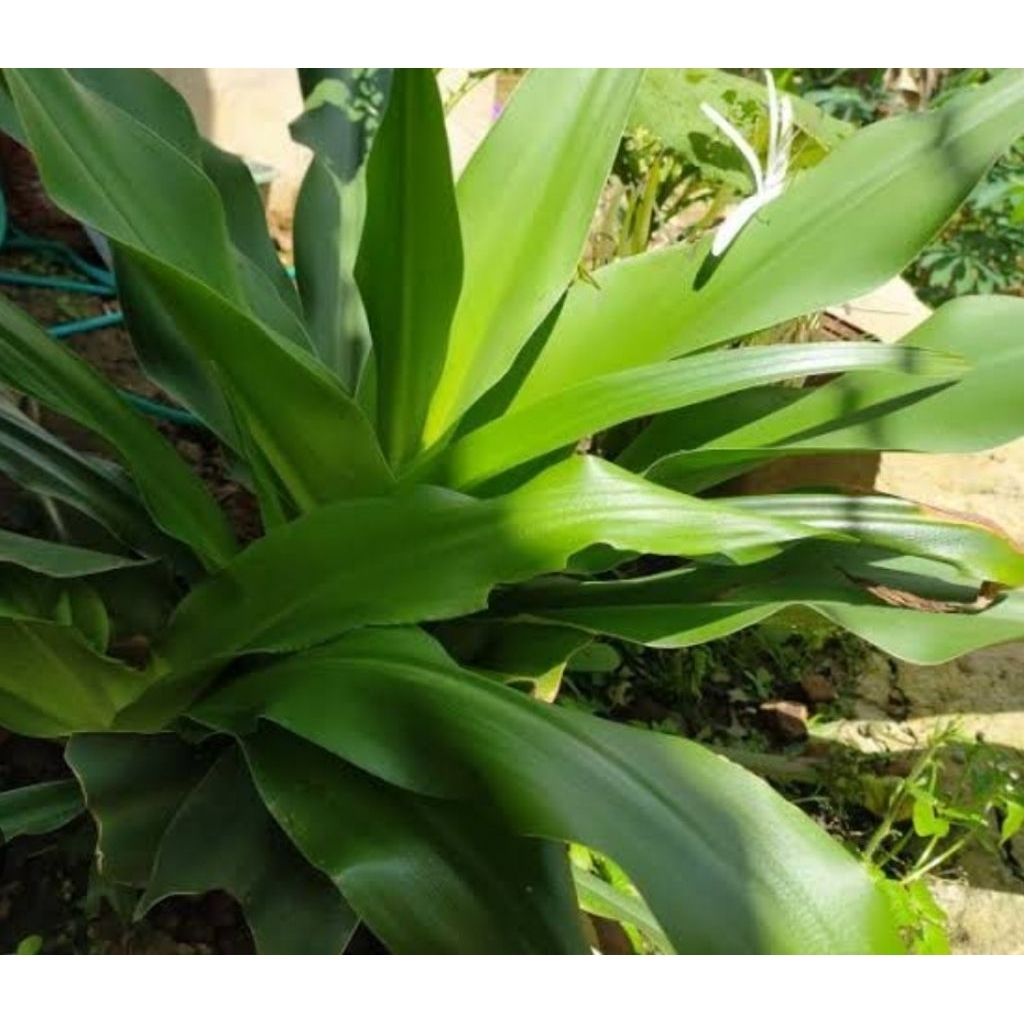 

Daun bakung segar petik langsung 1 kg-az