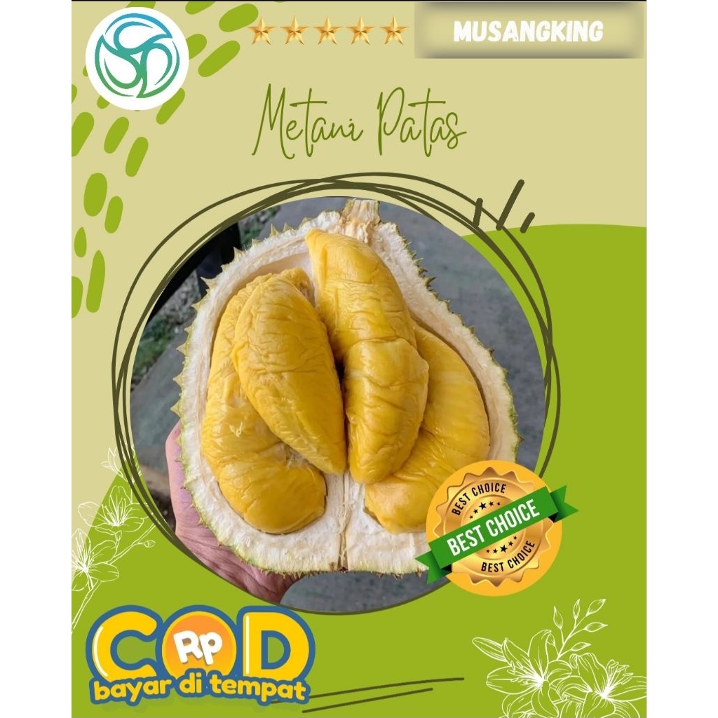 Durian Musangking Premium || Bibit Durian Musangking || Durian Musangking || Durian dataran rendah