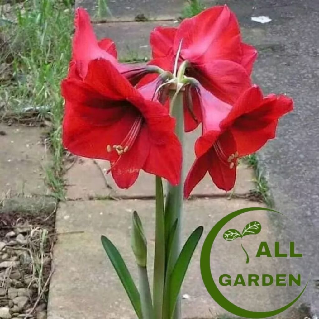 Tanaman bunga bakung amarilis bunga merah pohon bakung