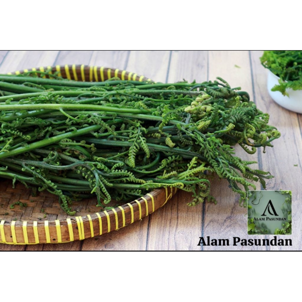 

Terhemat pakis sayur segar 250gr/500gr kualitas super