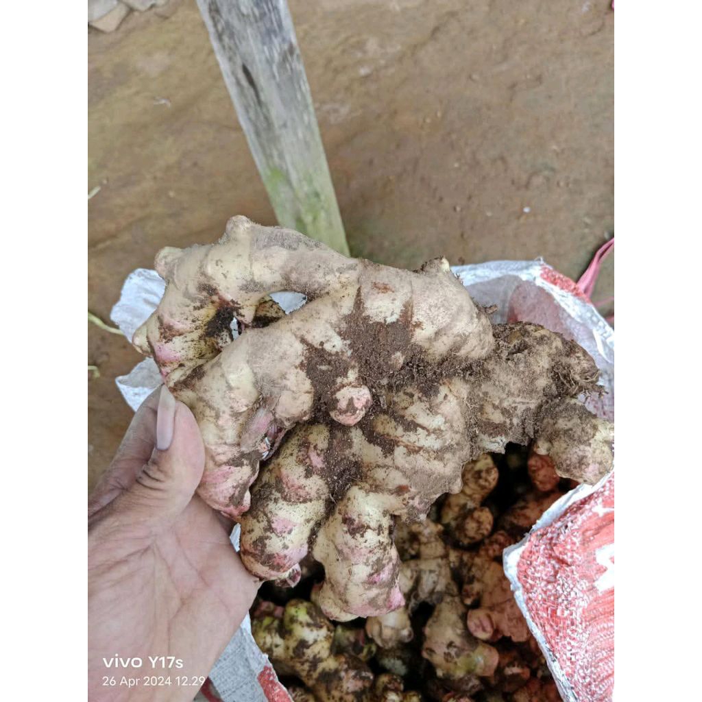 

Jahe Gajah Super 1 kg