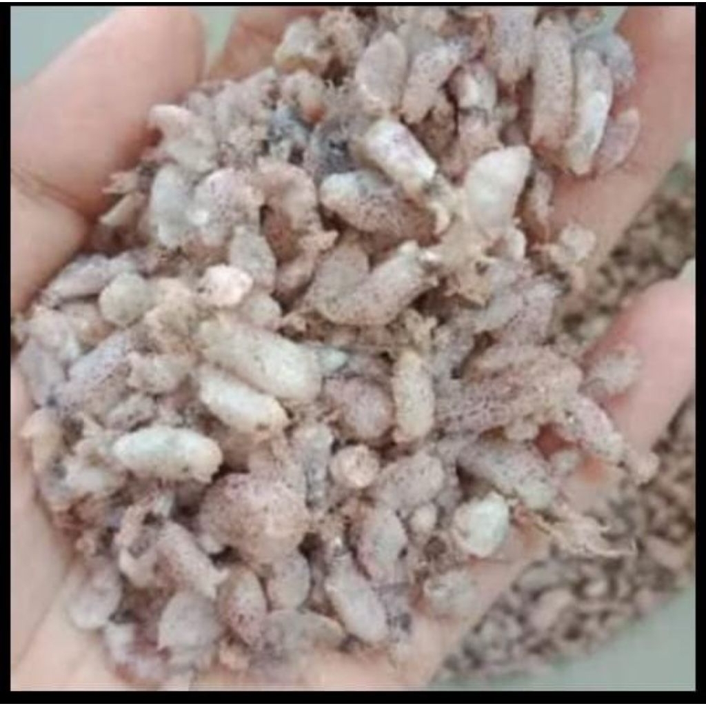 

Ikan Asin / Cumi Asin / Beby Cumi Rebus 0,5-3 CM 100 Gram