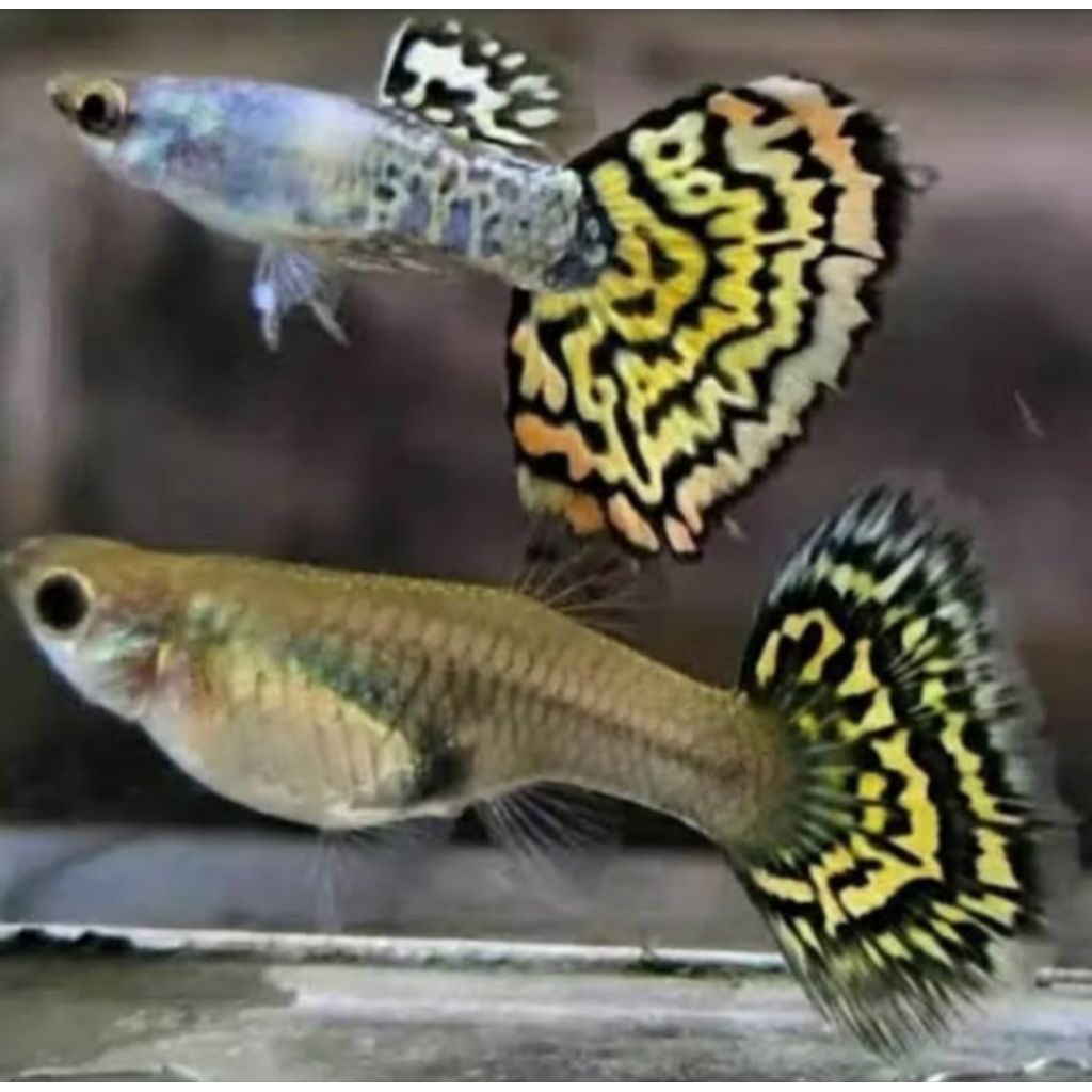 Guppy platinum yellow tiger top sepasang