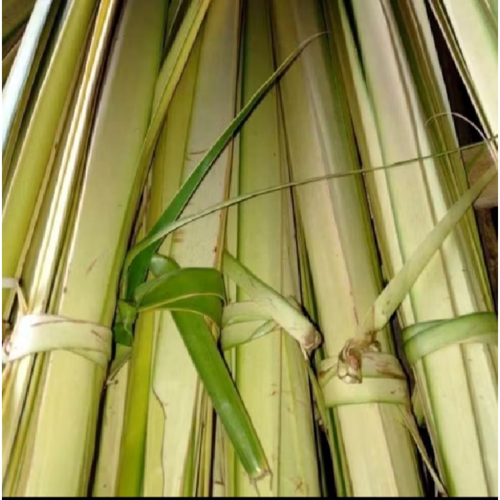 

daun kelapa kuning janur kuning/50 lidi