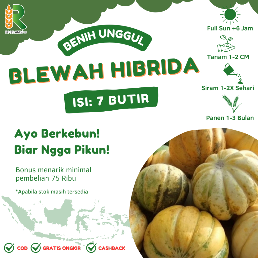 (7 BUTIR) BIJI BENIH BLEWAH MADU HIBRIDA KUALITAS UNGGUL TERMURAH