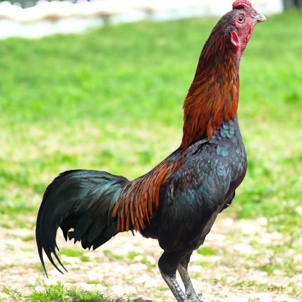 

Ayam Kampung Asli