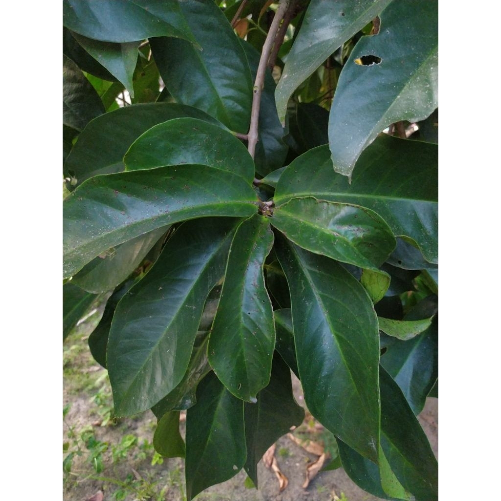 

Daun Jambu Jamaika Super (Segar) / Lembar
