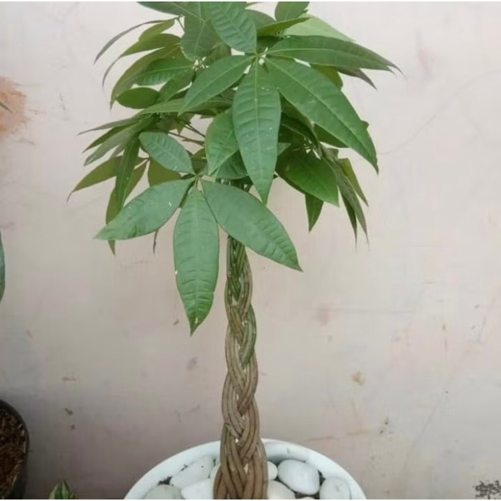 Tanaman Hias Pachira Kepang 9 / Tanaman Hoki Pachira