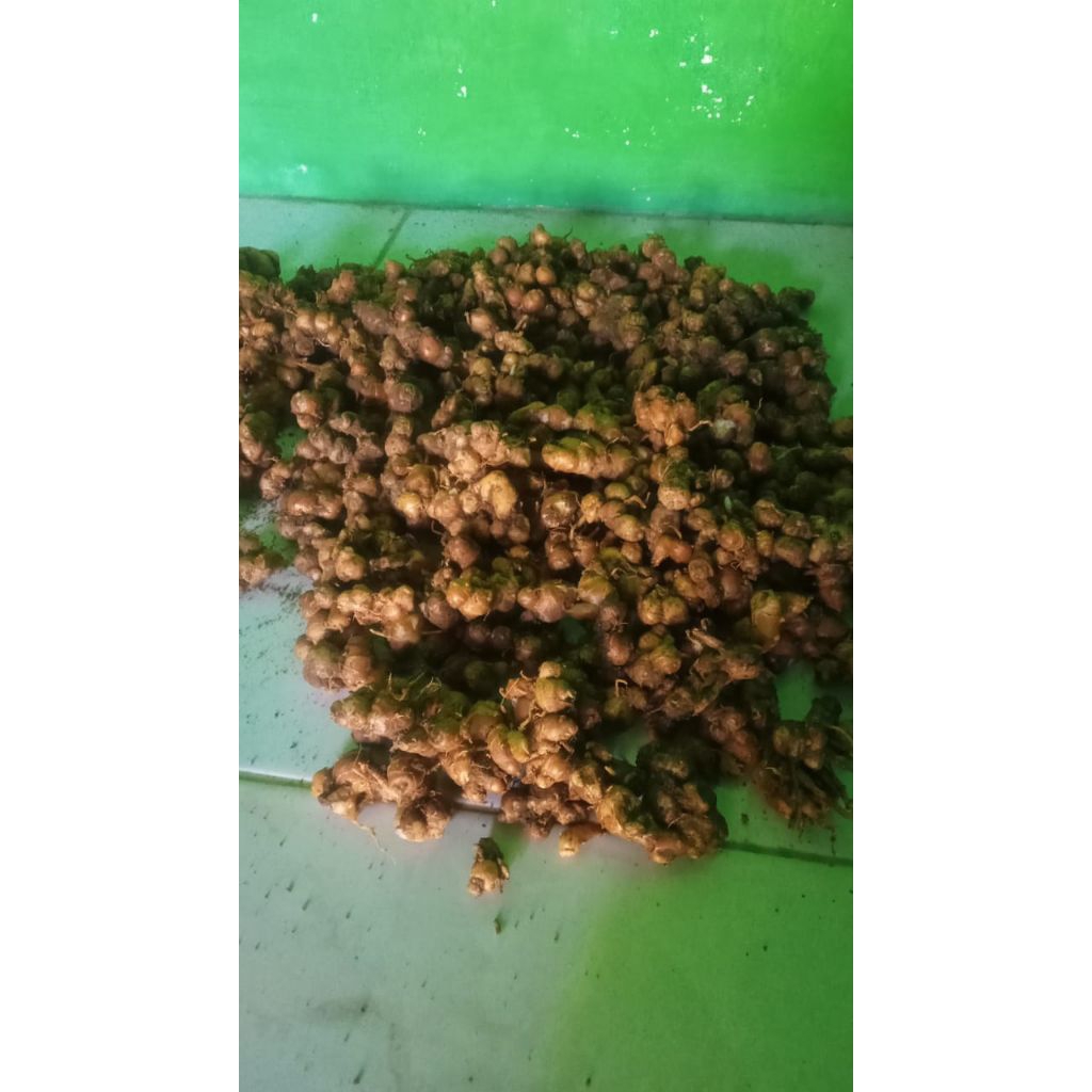 

KENCUR SEGAR ASLI 1KG