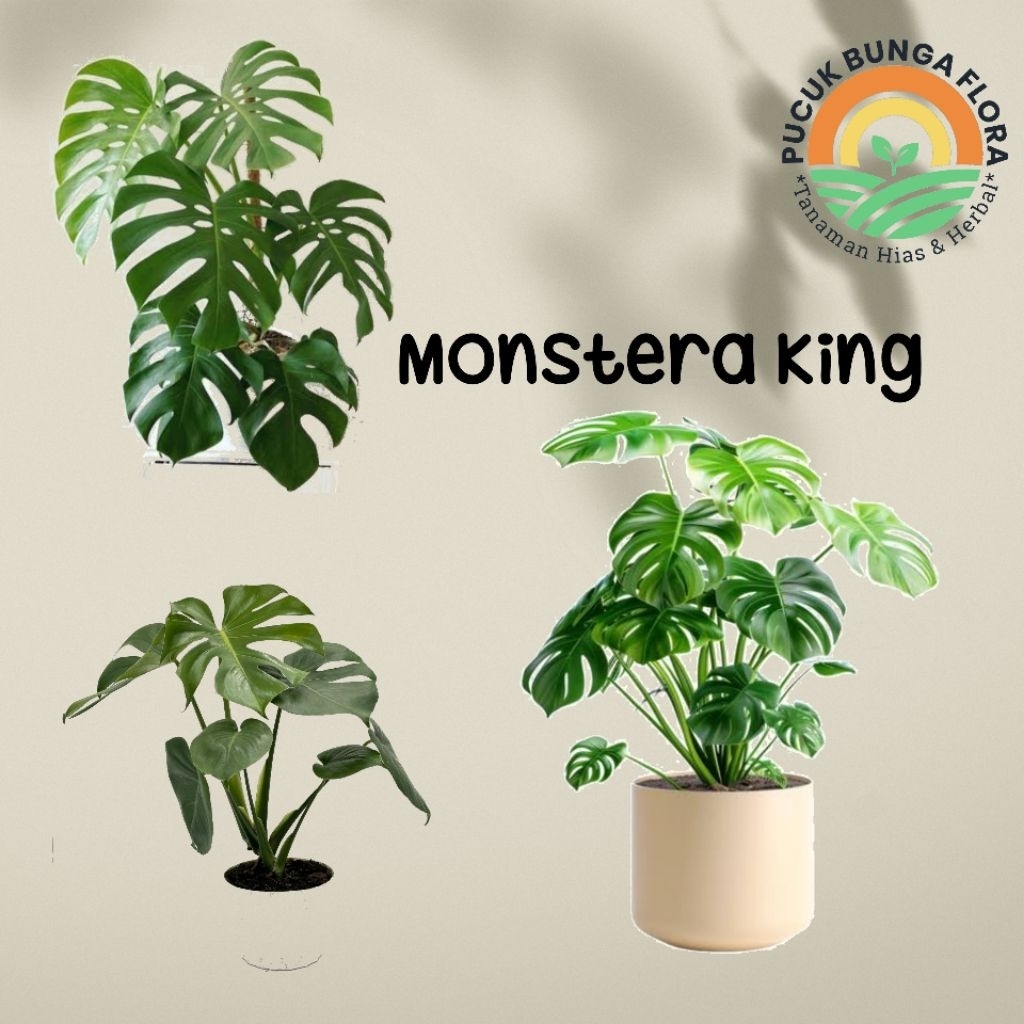 Monstera King Montera Delosiosa Montera