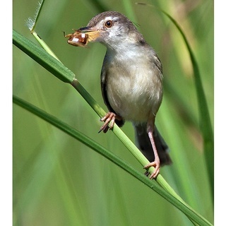 Ciwah / Ciblek Sawah Palmerah