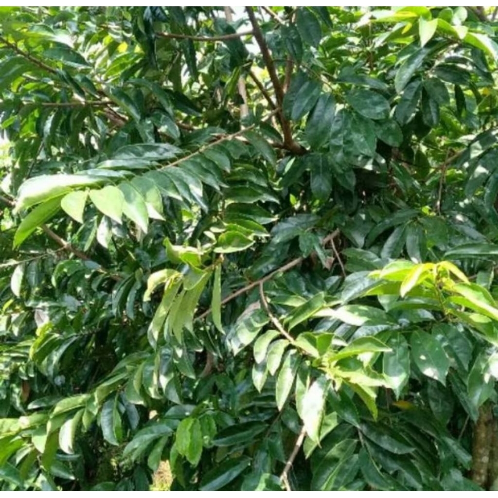 

daun sirsak segar 1kg obat herbal