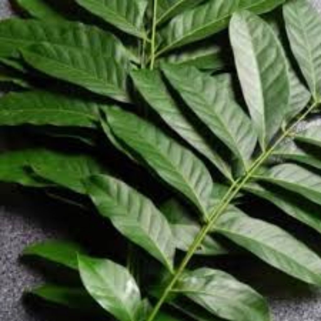 

daun mahoni segar bahan ecofrint 100 gram