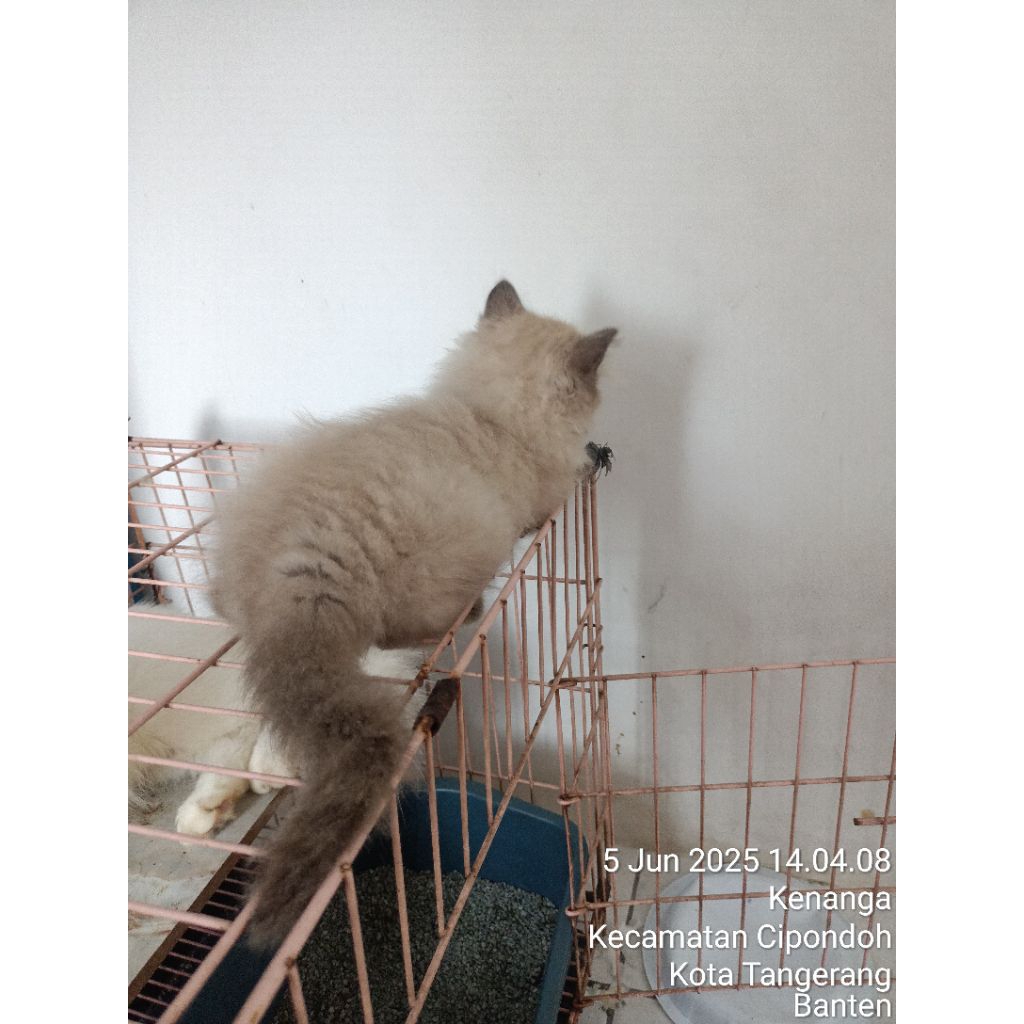 kitten/anak kucing himalaya persia