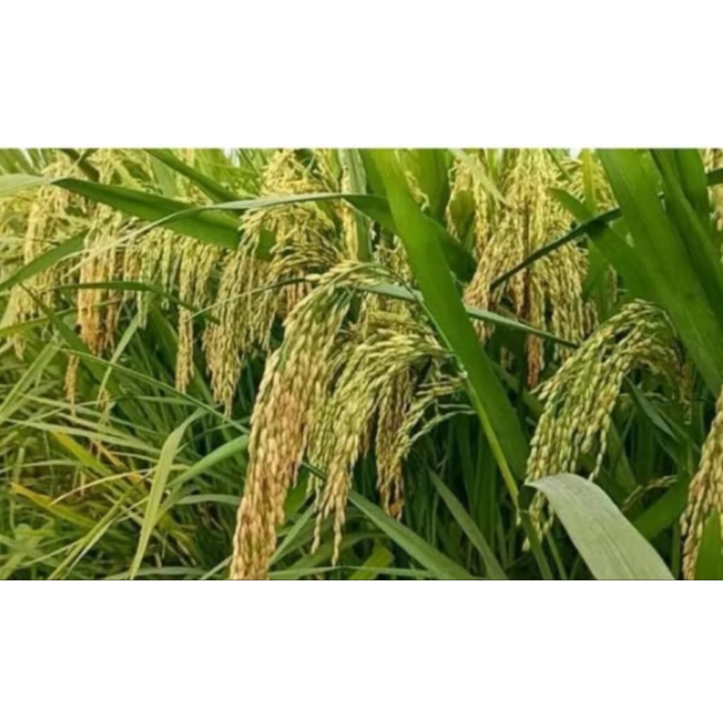 BENIH PADI UNGGUL BERKUALITAS CBD 08 KEMASAN 1KG