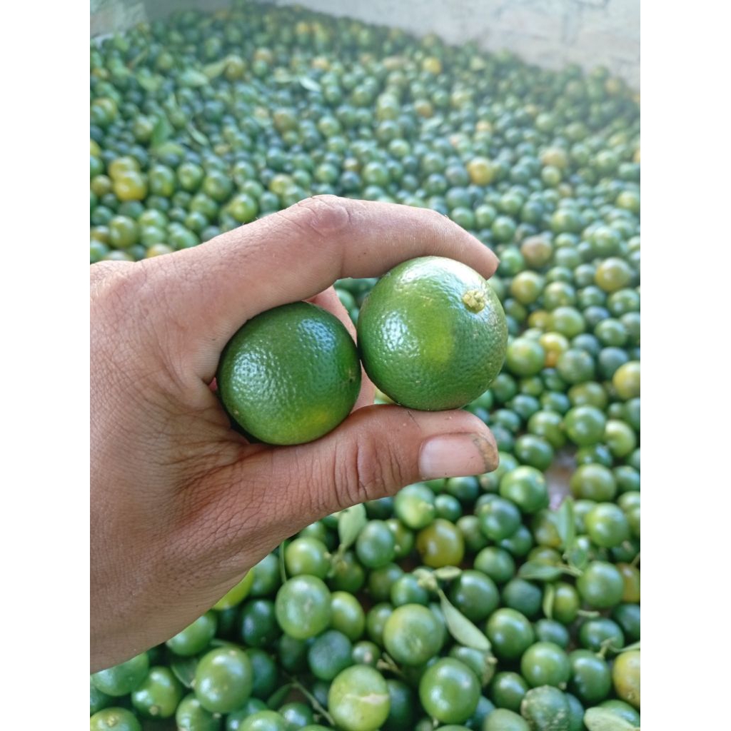 

JERUK SONKIT PREMIUM /JERUK KUNCI /JERUK PERAS BOGOR