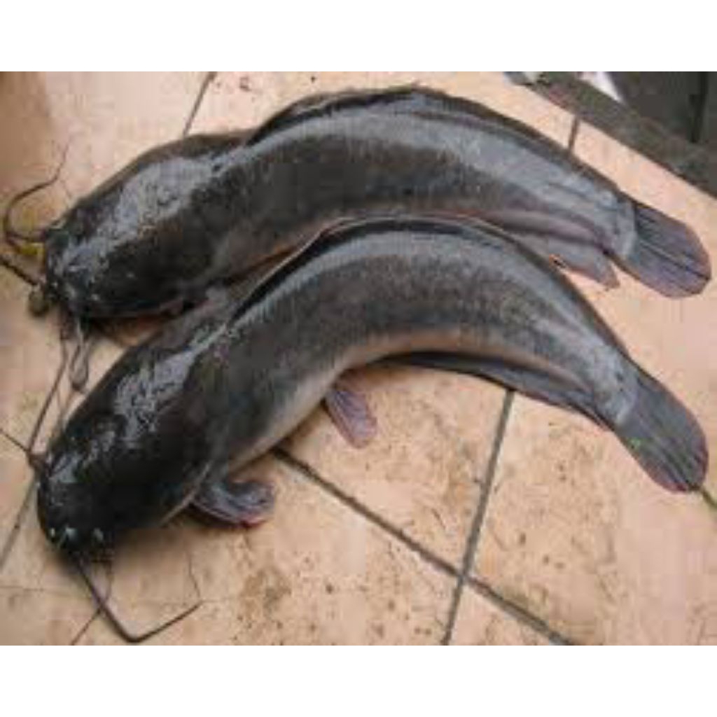 

ikan lele hidup 1 kg