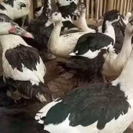 

Bebek Entok 1,2 kg - 1,3 Kg