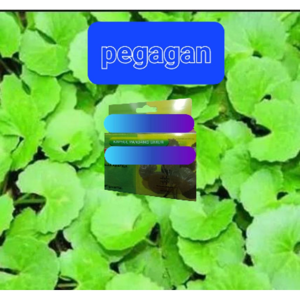 

Jual Daun Pegagan Terbaik Dikemas Dalam Satu box