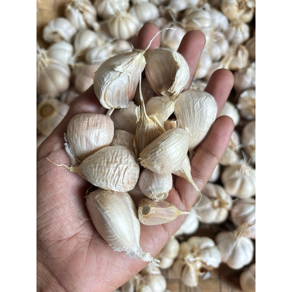 

BAWANG KATING BERSIH