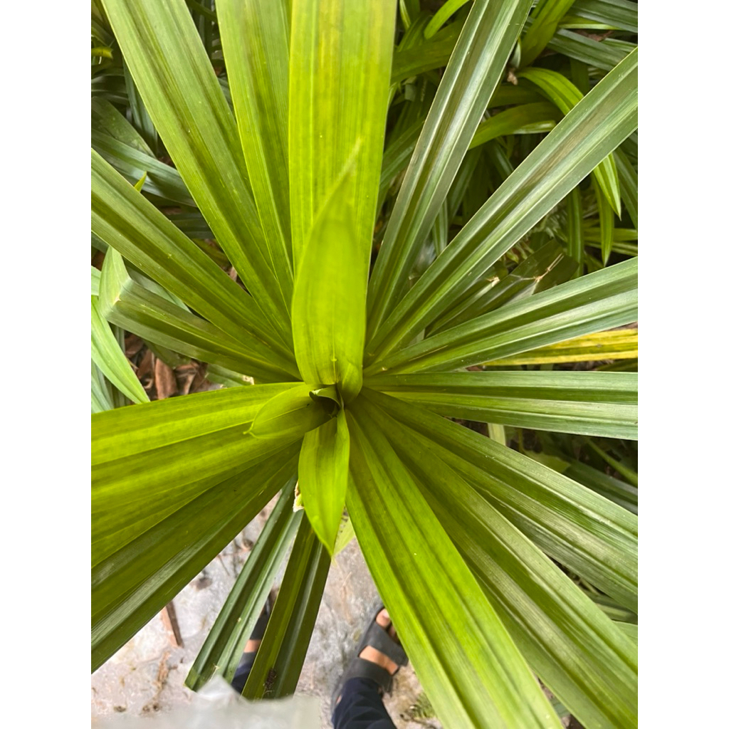 

Daun Pandan Segar – 1 Iket (10–15 Lembar) | Fresh dari Kebun, Wangi Alami!