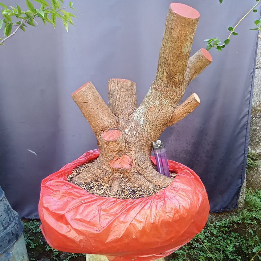 Bahan bonsai Sancang prospek prokar medium jumbo