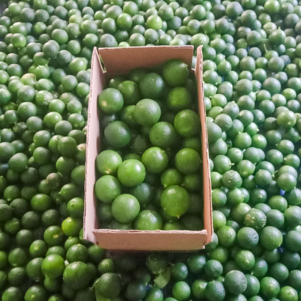 

1KG JERUK SONKIT / JERUK KASTURI / JERUK KUNCI / JERUK LEMON CUI / JERUK KALAMANSI