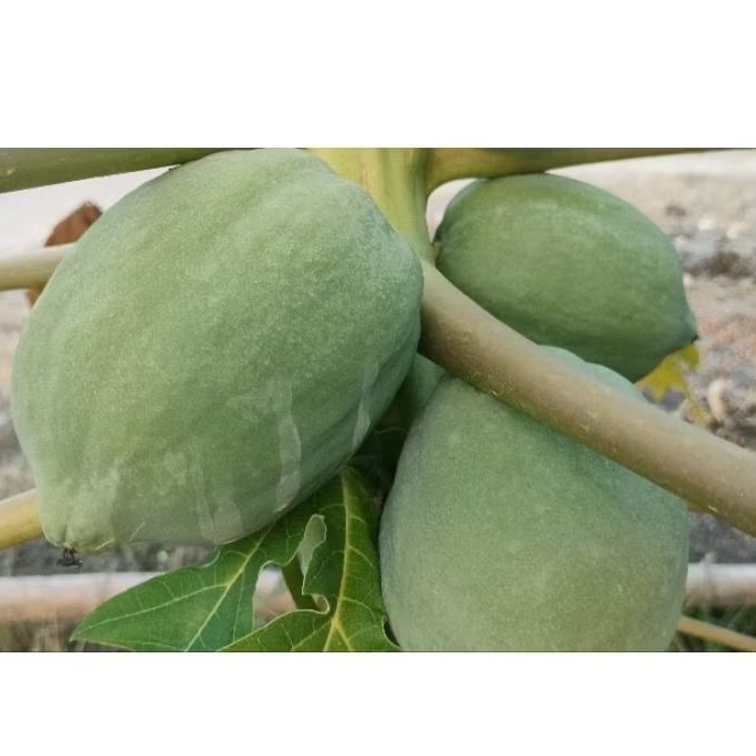 

PEPAYA SAYUR MUDA