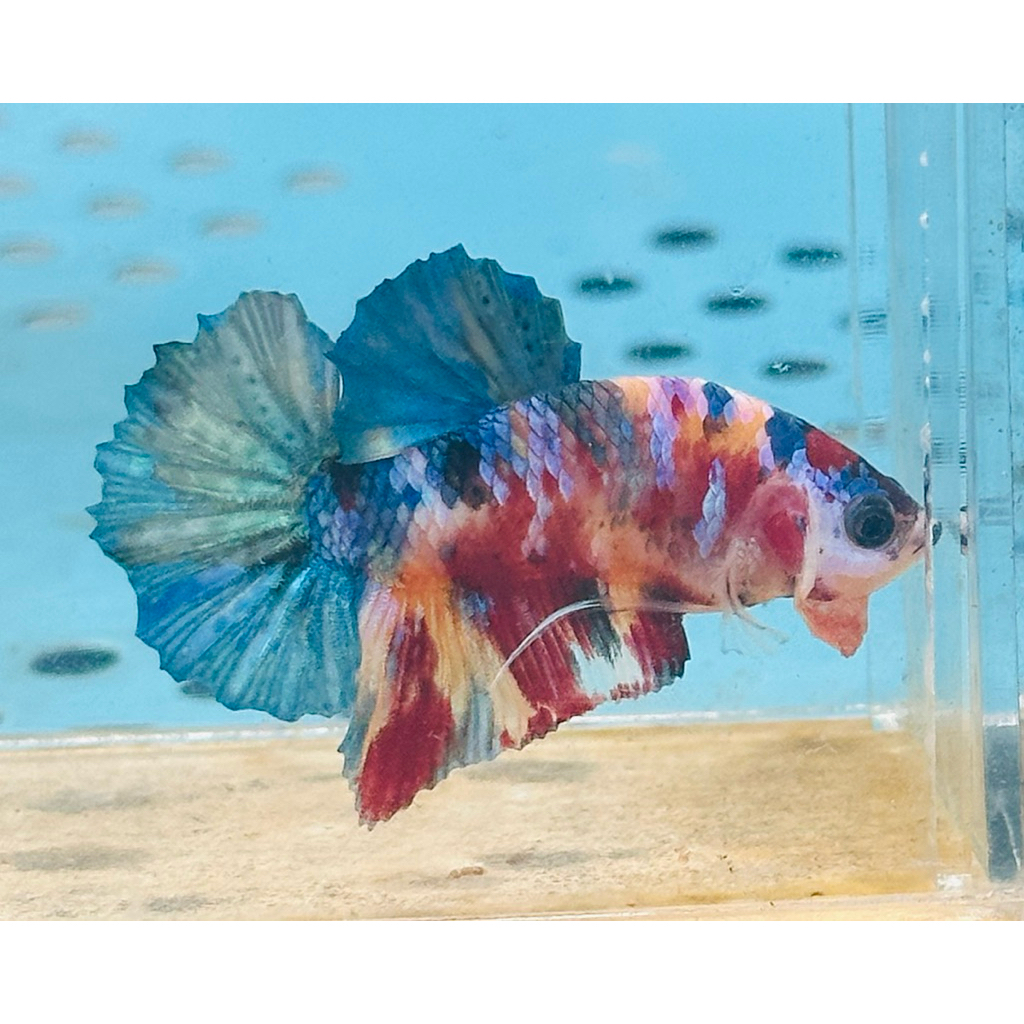 Yellow Base Multicolor Kode MCL-12 - hiasan aquarium