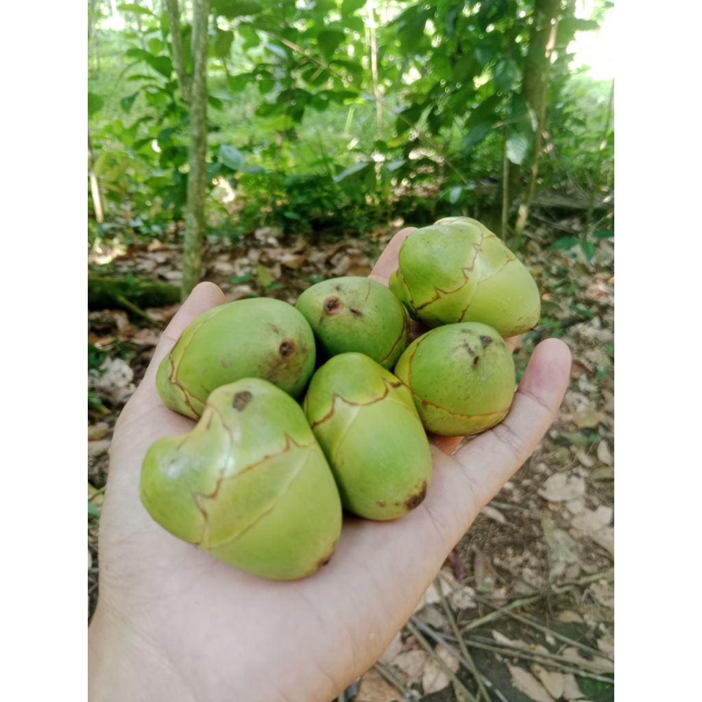 

beluluk kelapa muda fresh / tembuluk buah kelapa isi 6 butir