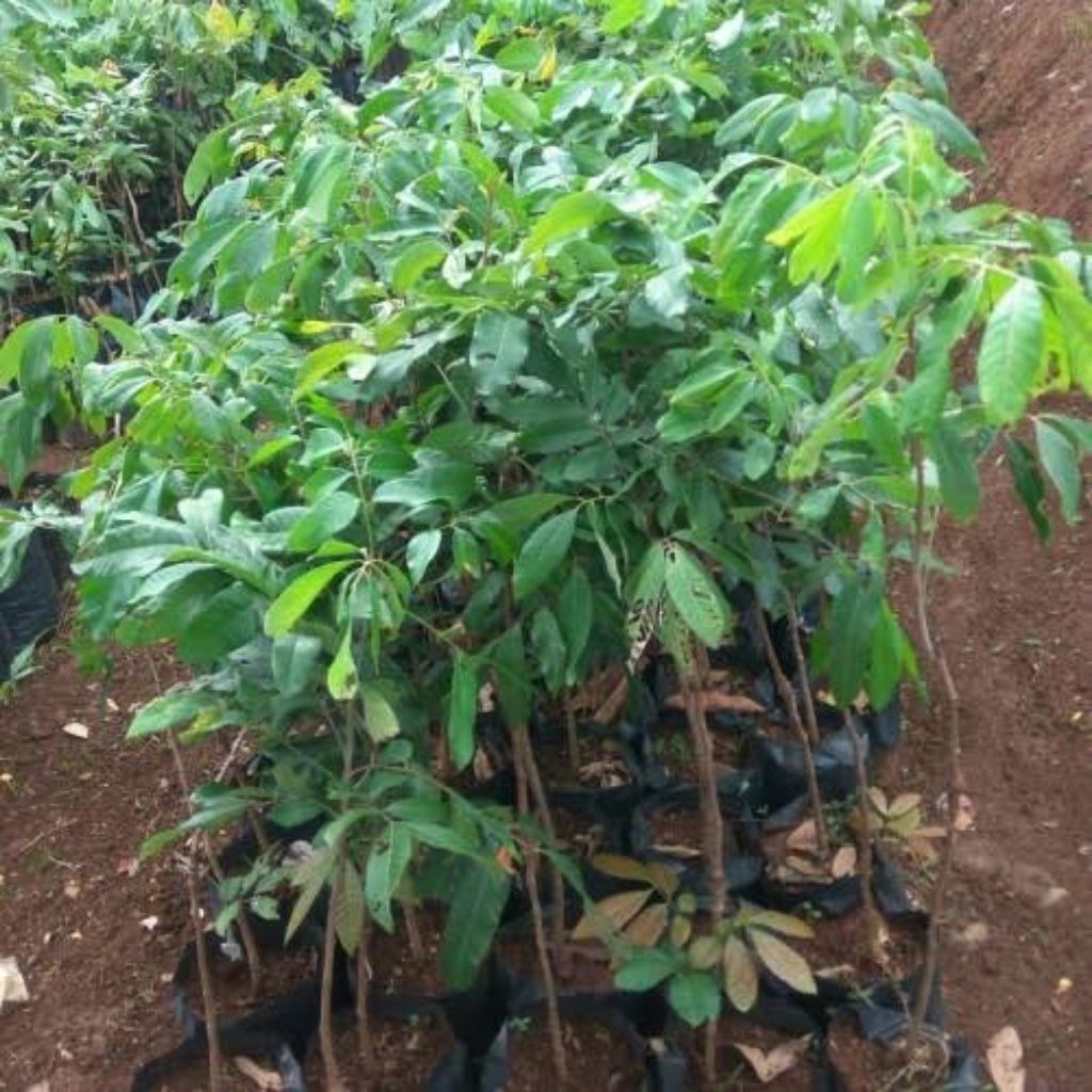 

Bibit kelengkeng Matalada